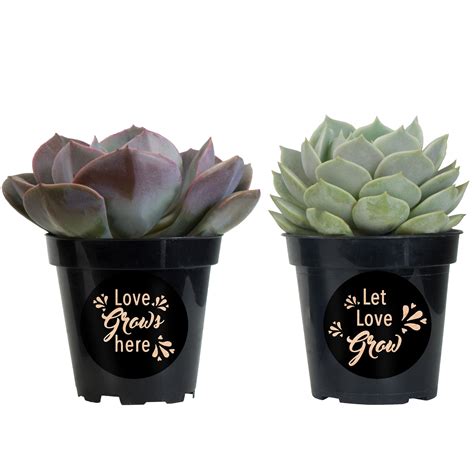 Say I Love You With Our Valentines Day Rosette Succulent Collection