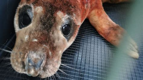 Spurn Point Seal Pup Mauled And Injured By Dog Bbc News