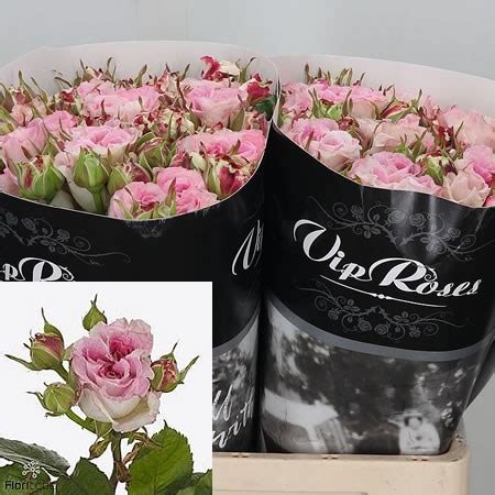 Rose Spray Dolce Summerhouse 60cm Wholesale Dutch Flowers Florist