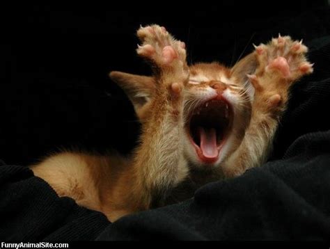 Funny Cats Cat Yawning
