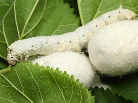 Silkworm Facts Critterfacts