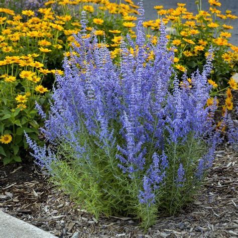 Perovskia Denim N Lace Buy Russian Sage Perennials Online Drought