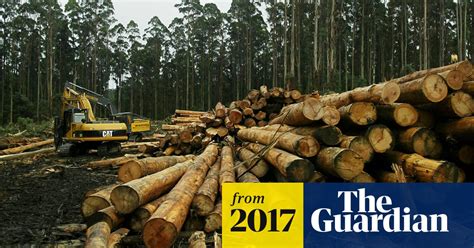 Victorian Logging Could Trigger Ecosystem Collapse Researchers Say