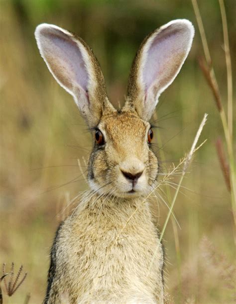 Hare Wallpapers Animal Hq Hare Pictures 4k Wallpapers 2019