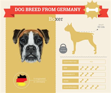 The Boxer Clown Of The Dog World Dog Breeds List