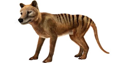 People Have Reportedly Spotted The Tasmanian Tiger 80 Years After Its Extinction