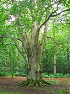 Ancient Beech Tree Miltonrigg Woods © Rose And Trev Clough Geograph