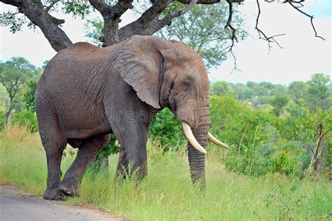 African Bush Elephant Loxodonta Africana Stock Photo Image Of Hind