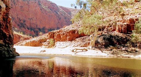 Camel is exceptional in its ability to travel long distances with very little food and water. 21 great reasons to visit Alice Springs | Territory Mob