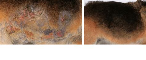 How Do You Treat Pyoderma In Dogs