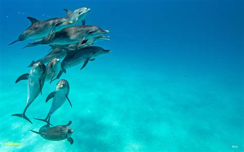 Underwater Dolphin Archives Wildquest Wild Dolphin Swims Bahamas