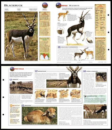 Blackbuck 182 Mammals Wildlife Explorer Fold Out Card