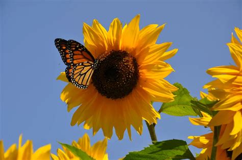 Monarch Butterfly Feeding On Sunflower Smithsonian Photo Contest