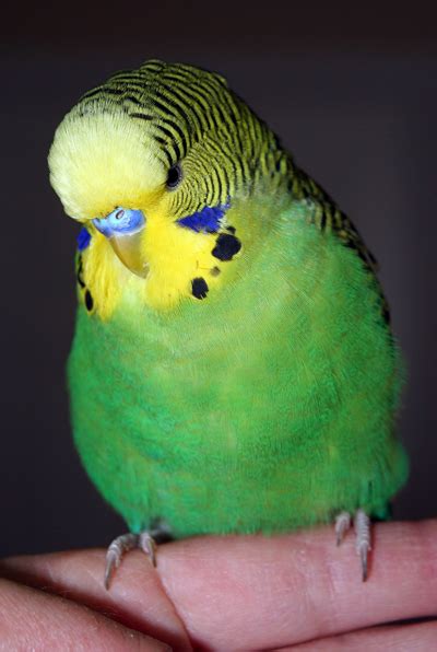 Budgie Parakeet Colors Varieties Mutations Genetics