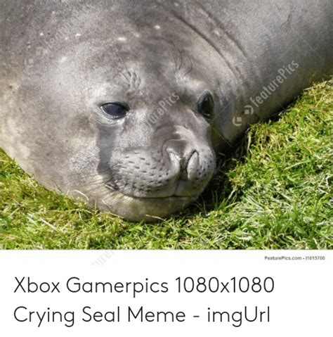 Xbox Gamerpics 1080x1080 Memes 15 Xbox Ideas Dog Hat Dog