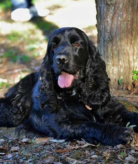 Rubber on the sole seems to wear quickly, but i walk hard. 469 best Cocker Spaniel Puppies (breeder) images on ...