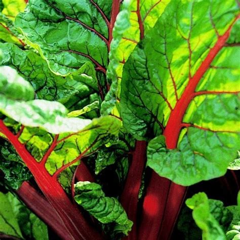 Wenn sie sich aber nicht sicher sind, ob der rhabarber pflückbereit ist, lesen sie einfach weiter. Rhabarber ernten: Wann ist die beste Rhabarber Erntezeit?