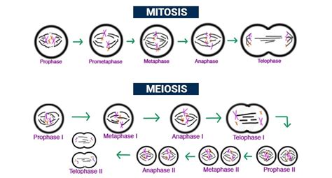 10 Perbedaan Pembelahan Mitosis Dan Meiosis Materi Kimia