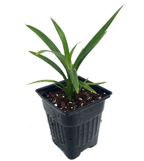 The edible pandanus leaf (pandanus amaryllifolius) or commonly know as pandan, is a leaf that is used extensively in south asian (sri lanka and india) and southeast asian (predominantly in. Pandan Spice Plant - Amaryllifolius pandanus -Grow Indoors ...