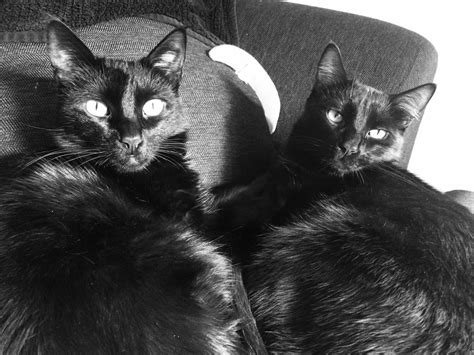 Free Images Black And White Kitten Black Cat Whiskers Vertebrate