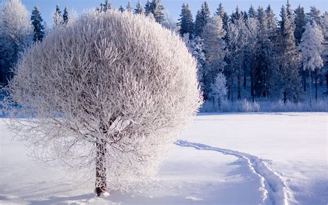 Collection by jenifer dimayuga • last updated 9 weeks ago. Beautiful white frozen tree - HD winter season