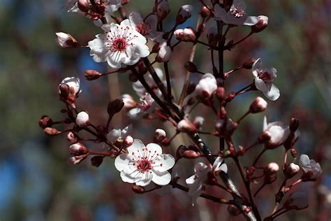 Free Images Tree Branch Blossom Fruit Flower Food Spring