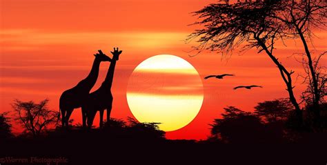 Most Beautiful Sunset Africa Sunset African Sunset Sunset Painting