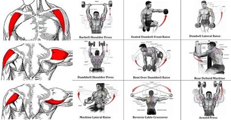 12 exercises to build strong back and shoulder muscles. The Most Effective Shoulder Exercise - Bodydulding