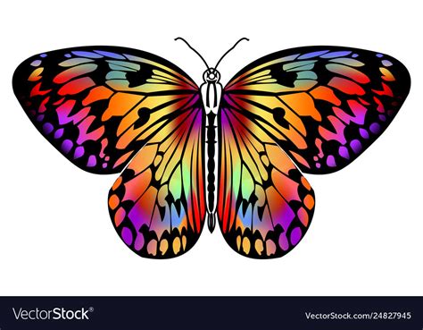 Butterfly Drawing In Vivid Colors In Black Outline