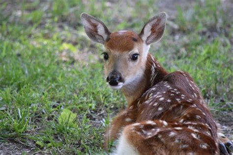 Why Do Deer Sleep In My Yard Westchester Wildlife