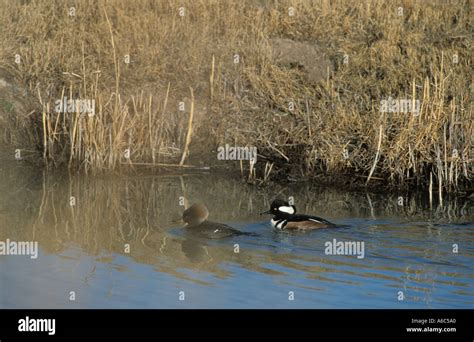 Pair Bufflehead Ducks Hi Res Stock Photography And Images Alamy