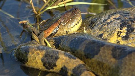 Video Giant Anaconda Takes On Caiman In Brazil Heres What Happens
