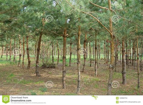 Young Green Pines In A Summer Forest Stock Photo Image Of Brown