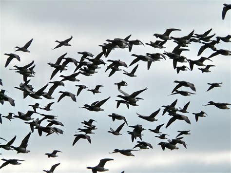 Flock Of Birds Sky Bokeh 32 Wallpapers Hd Desktop And Mobile