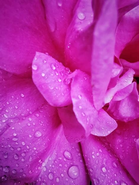 Premium Photo Close Up Of Wet Pink Rose Flower