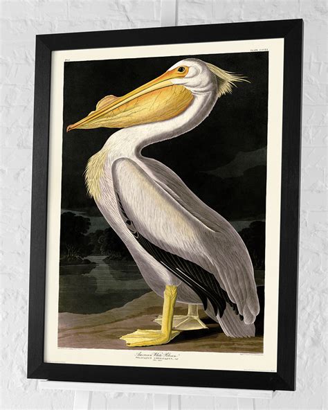 American White Pelican Canvas Art By John James Audubon Wall Art