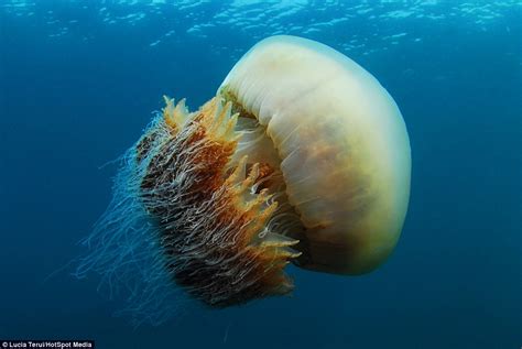 Deep Sea Divers Dwarfed By Alien Like Jellyfish Off Coast Of Japan
