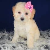 And they have their shots but no papers. Maltipoo Puppies for Sale in PA | Ridgewood's Maltipoo ...