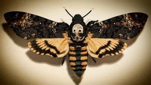 Plenty online about references to them in literature and art. Death Head Moth (Death's-head Hawkmoth) Facts, Diet, Pictures