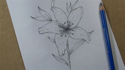 How To Draw A Lily Flower Easy Step By Step Hihi Pencil Youtube