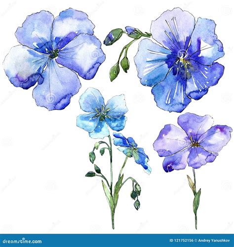Blue Flax Flower Floral Botanical Flower Isolated Illustration