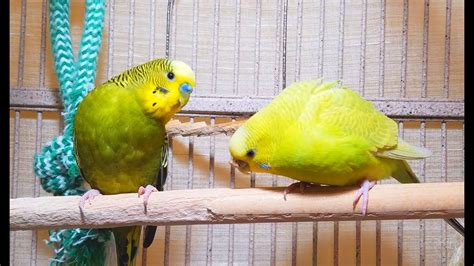 Energetic Summer Budgies Chirping Parakeets Singing Sounds 90 Minutes