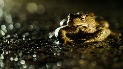 Desktop Wallpapers Frog Bokeh Animal Closeup 1920x1080