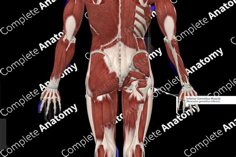 Inferior Gemellus Muscle Complete Anatomy