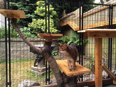 Shop for all of your cat furniture needs on chewy.com. Don't call it a cage. It's a catio. - The Washington Post
