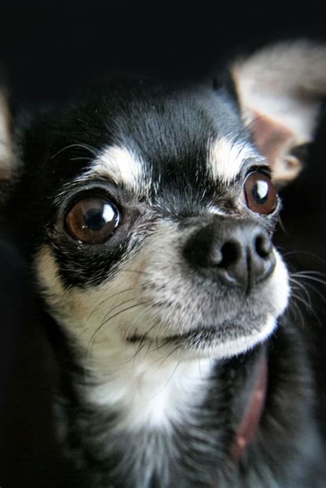 Picture Of Chihuahua Chihuahuas Growling Sunwalls