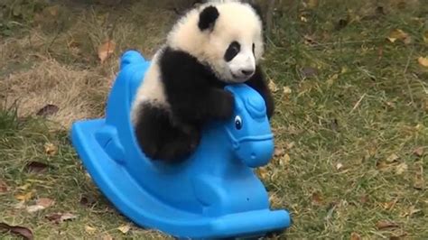 Viral Video Of The Day Baby Panda Plays On A Rocking Horse Abc7 San