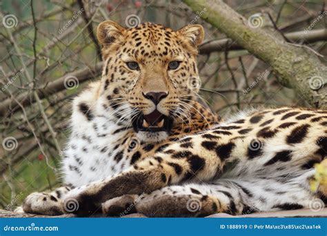 Amur Leopard Stock Image Image Of Wildlife Teeth Fauna 1888919