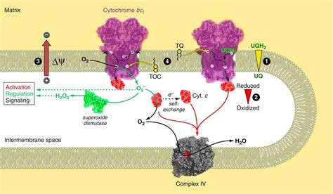 Electronic Connection Between The Quinone And Cytochrome C Redox Pools