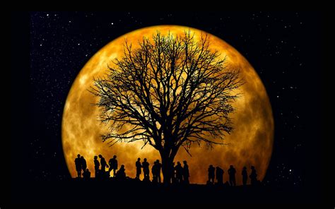 Orange Full Moon Night Star Sky Tree Canopy Branches